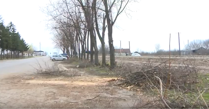 Почело је сређивање градског зеленила