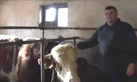 Бик Кокан из Батинца, победник Новосадског сајма