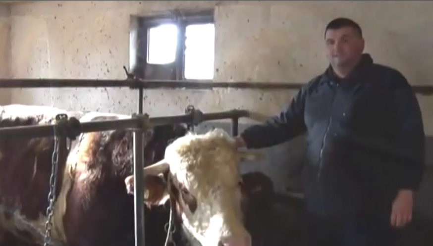 Бик Кокан из Батинца, победник Новосадског сајма