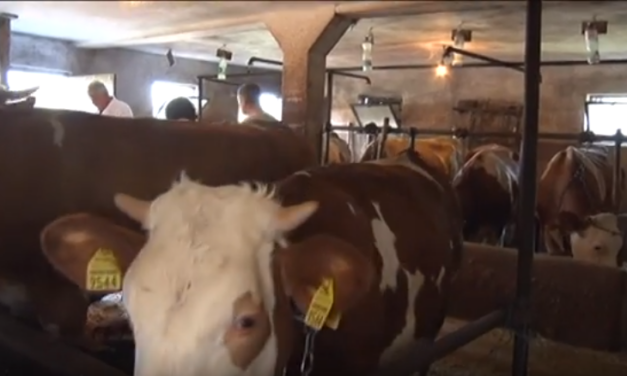 Вакцинација говеда против нодуларног дерматитиса