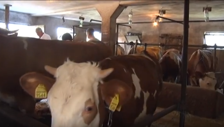 Вакцинација говеда против нодуларног дерматитиса