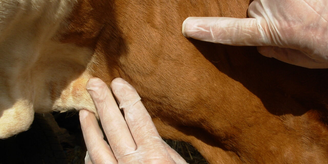 У Ћуприји НИЈЕ регистрован НОДУЛАРНИ ДЕРМАТИТИС