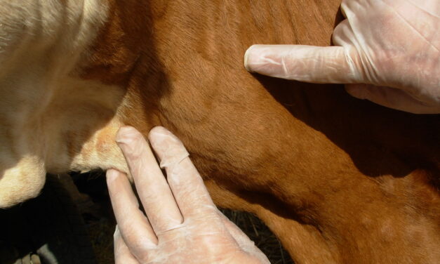 У Ћуприји НИЈЕ регистрован НОДУЛАРНИ ДЕРМАТИТИС