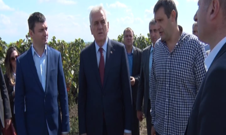 Председник Николић означио почетак бербе грожђа на „Рубиновим“ плантажама код Ћуприје