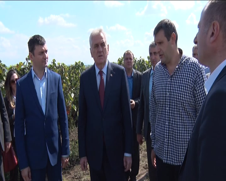 Председник Николић означио почетак бербе грожђа на „Рубиновим“ плантажама код Ћуприје