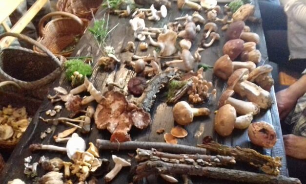 „Дани гљива 2017“ одушевили љубитеље природе