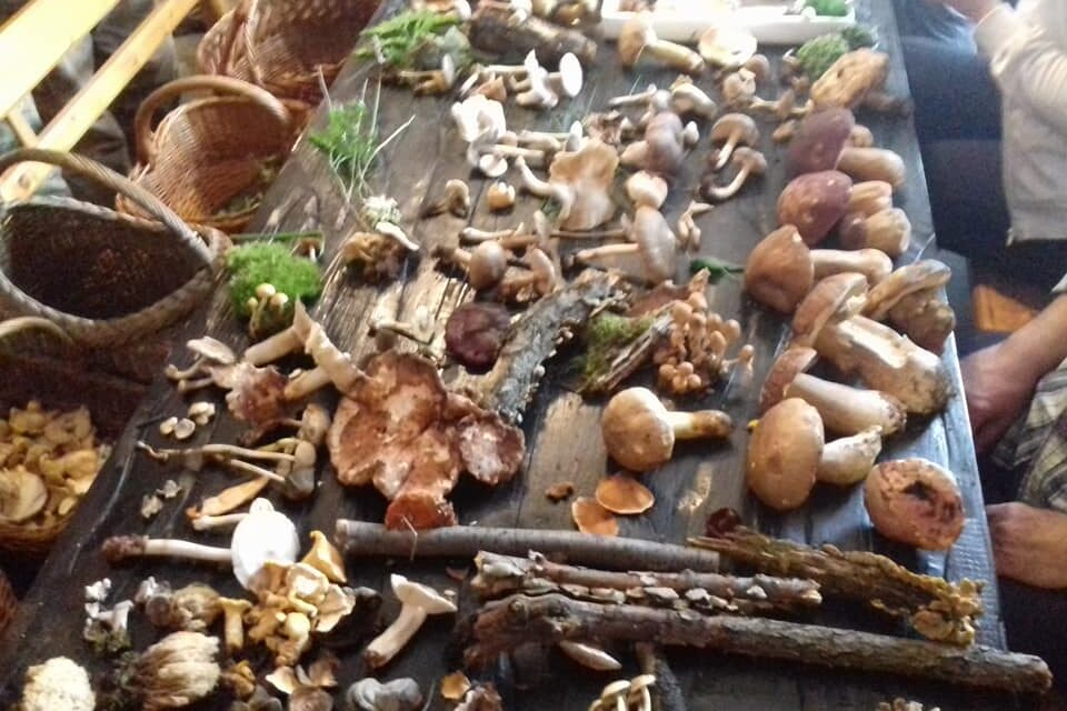 „Дани гљива 2017“ одушевили љубитеље природе