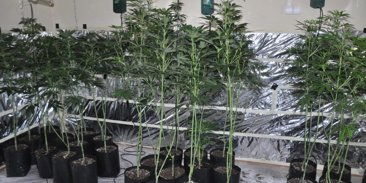Откривена кућна лабораторија за узгој марихуане у Јагодини