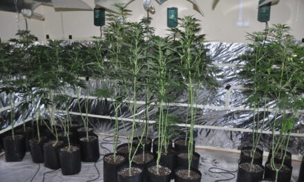 Откривена кућна лабораторија за узгој марихуане у Јагодини