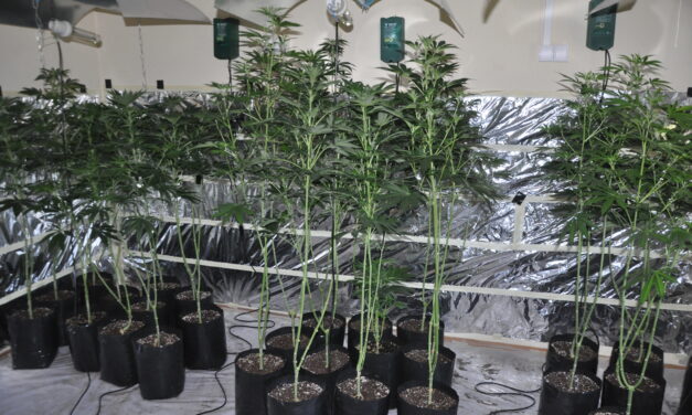 Откривена кућна лабораторија за узгој марихуане у Јагодини