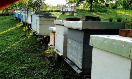 Пчеларство је занимање са перспективом