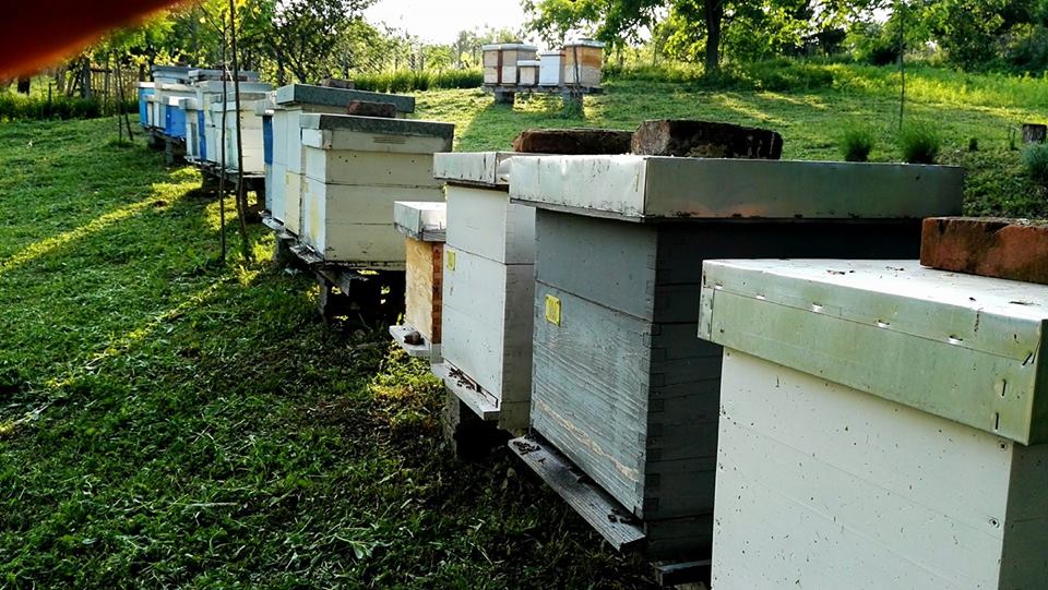 Пчеларство је занимање са перспективом