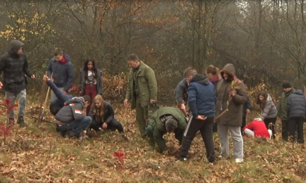 „Вуковци“ пошумљавали Сисевац