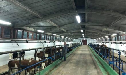 СТИГАО ПРВИ КОНТИНГЕНТ ЈУНАДИ У ДОБРИЧЕВО