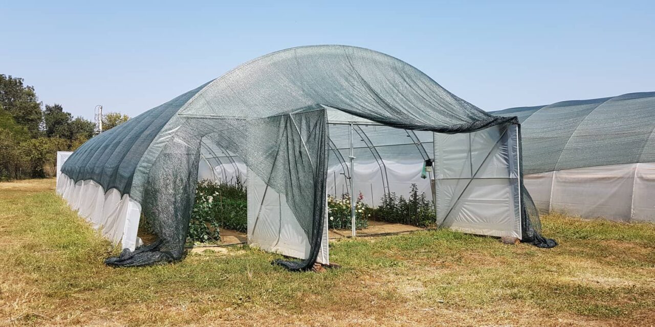 ЗАДОВОЉНИ РОДОМ ИЗ ПЛАСТЕНИКА