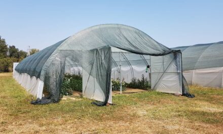 ЗАДОВОЉНИ РОДОМ ИЗ ПЛАСТЕНИКА