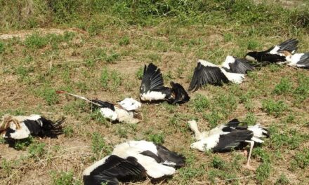 ЈАТО БЕЛИХ РОДА УГИНУЛО ОД СТРУЈНОГ УДАРА