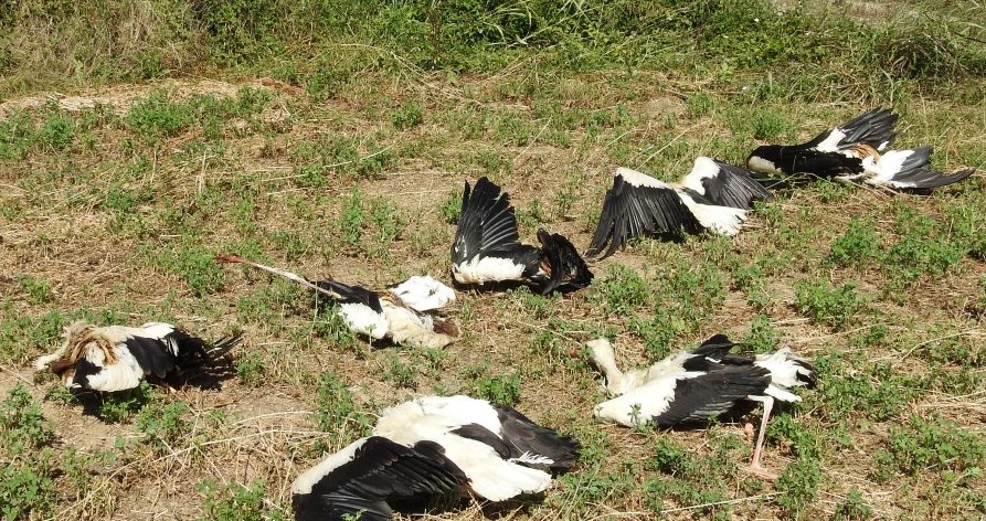 ЈАТО БЕЛИХ РОДА УГИНУЛО ОД СТРУЈНОГ УДАРА