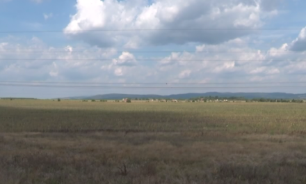 КАЗНЕ ДО МИЛИОН ДИНАРА ЗА ПАЉЕЊЕ БИЉНИХ ОСТАТАКА