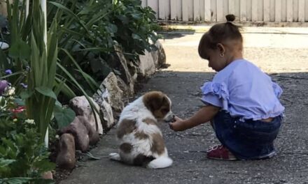 ЋУПРИЈА ДОБИЛА УДРУЖЕЊЕ ЗА ЗАШТИТУ ЖИВОТИЊА