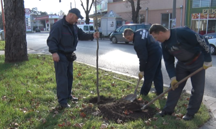 ПОЧЕЛА ЈЕ ЈЕСЕЊА САДЊА ДРВЕЋА