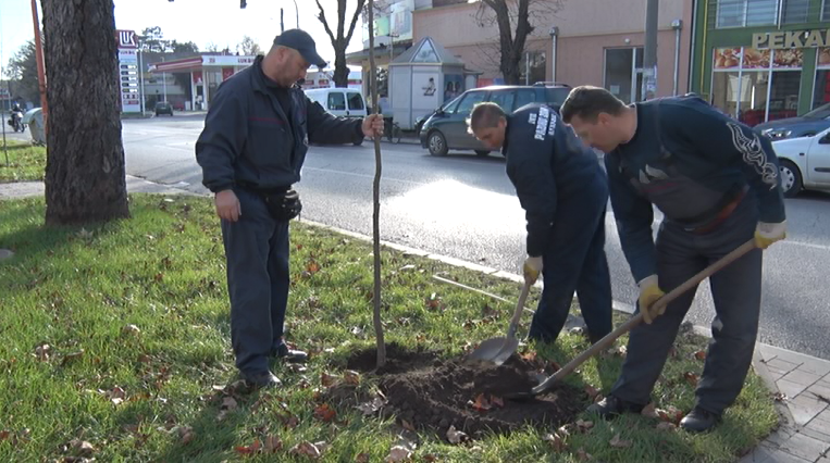 ПОЧЕЛА ЈЕ ЈЕСЕЊА САДЊА ДРВЕЋА
