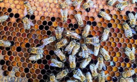 ПРИЈАВА ЗА ПОДСТИЦАЈЕ ПО КОШНИЦИ ДО 31. МАЈА