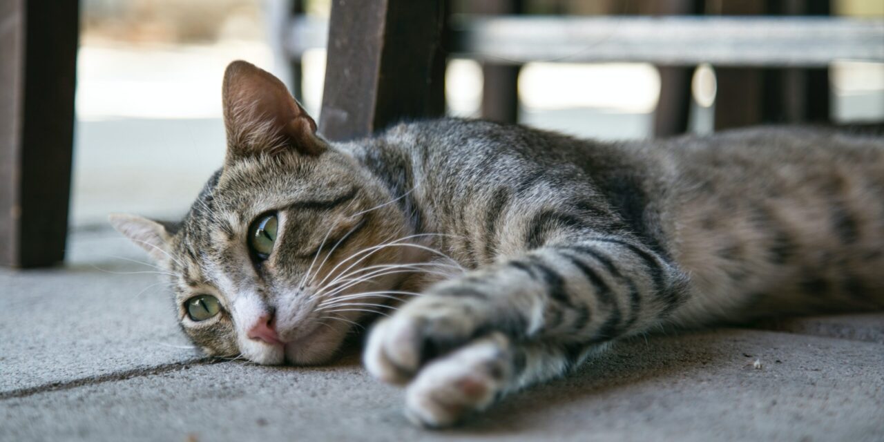 УСВОЈИ, НЕ КУПУЈ!