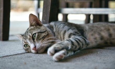 УСВОЈИ, НЕ КУПУЈ!