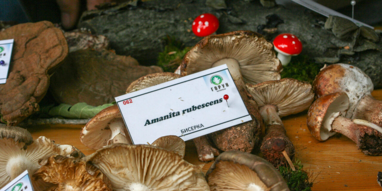 НАШ АДУТ СУ ТЕРЕНИ БОГАТИ ГЉИВАМА И ОЧУВАНЕ ШУМЕ