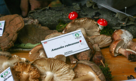 НАШ АДУТ СУ ТЕРЕНИ БОГАТИ ГЉИВАМА И ОЧУВАНЕ ШУМЕ