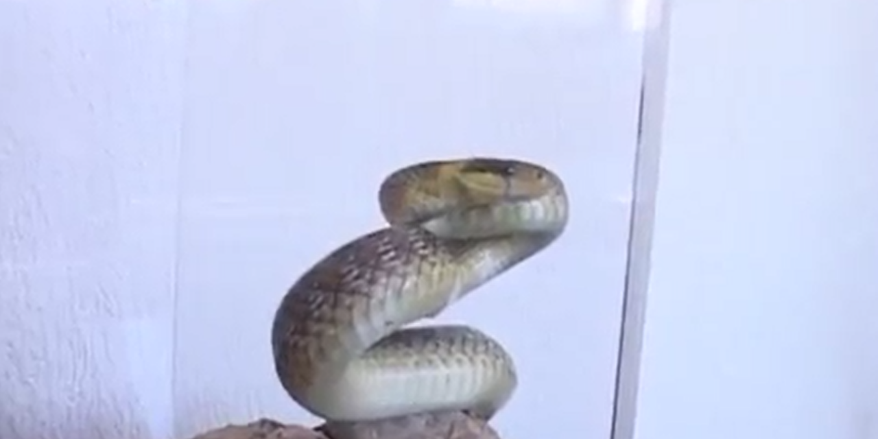 СМУК ГОСПОДАР НАШИХ КРАЈЕВА