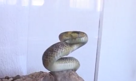 СМУК ГОСПОДАР НАШИХ КРАЈЕВА