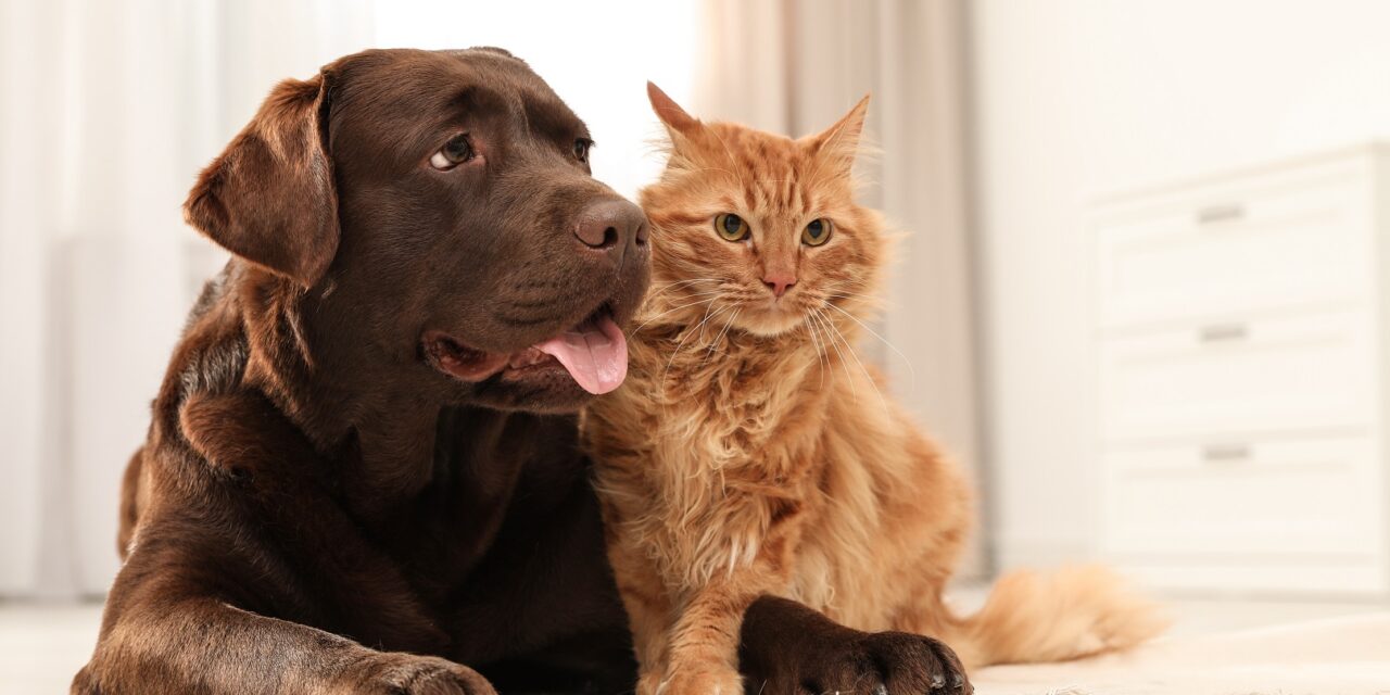 ИСКОРИСТИТЕ БЕСПЛАТНУ СТЕРИЛИЗАЦИЈУ ЉУБИМАЦА