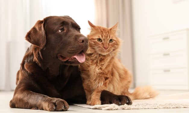 ИСКОРИСТИТЕ БЕСПЛАТНУ СТЕРИЛИЗАЦИЈУ ЉУБИМАЦА