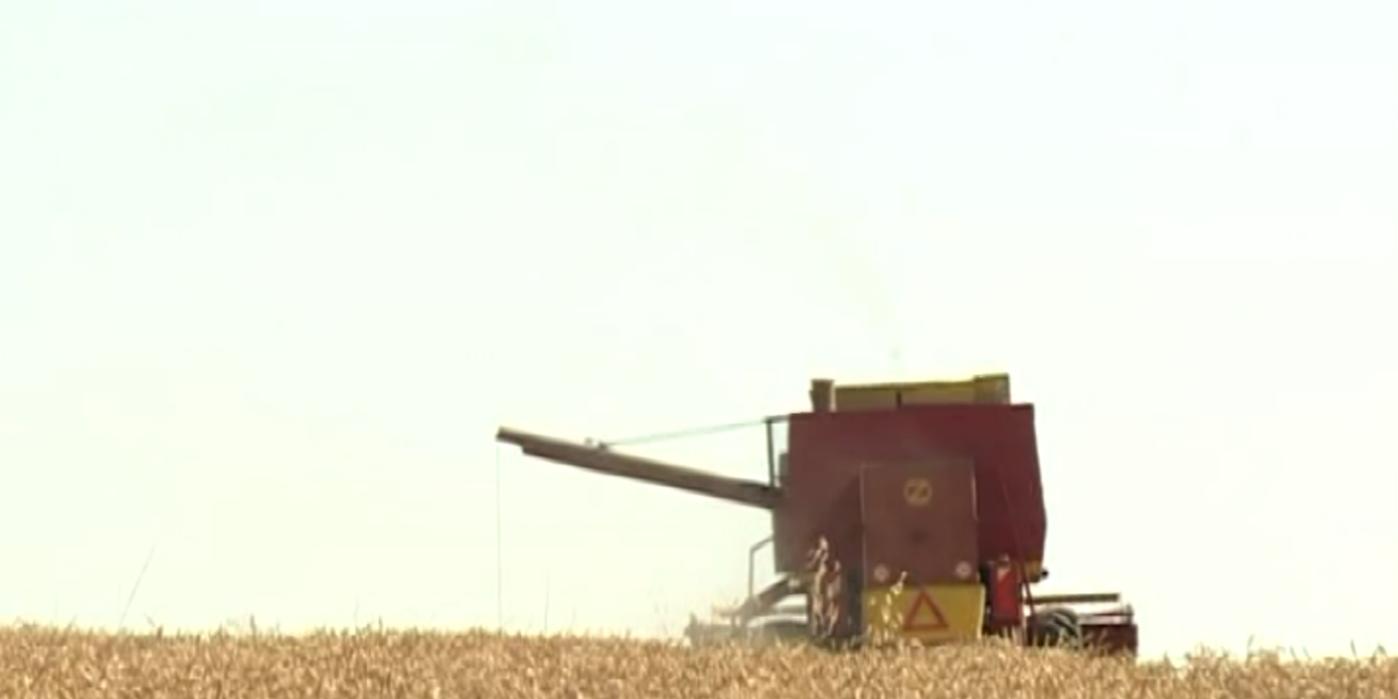 ПОЧЕЛА ЖЕТВА ПШЕНИЦЕ