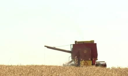 ПОЧЕЛА ЖЕТВА ПШЕНИЦЕ