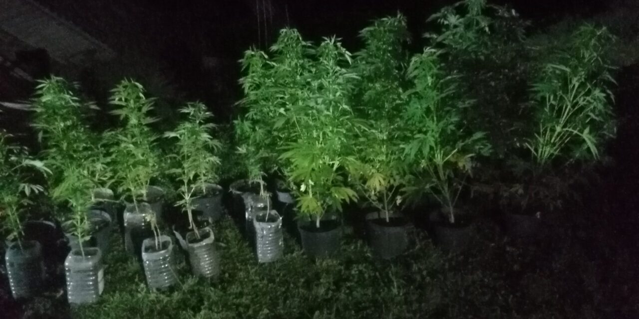 ПАРАЋИНАЦ ГАЈИО МАРИХУАНУ У ДВОРИШТУ