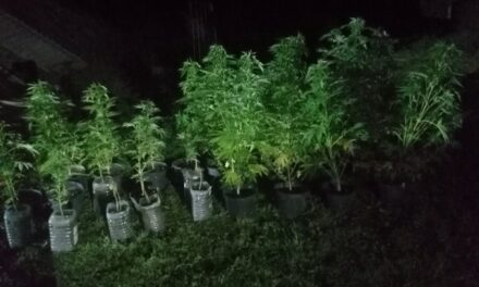 ПАРАЋИНАЦ ГАЈИО МАРИХУАНУ У ДВОРИШТУ