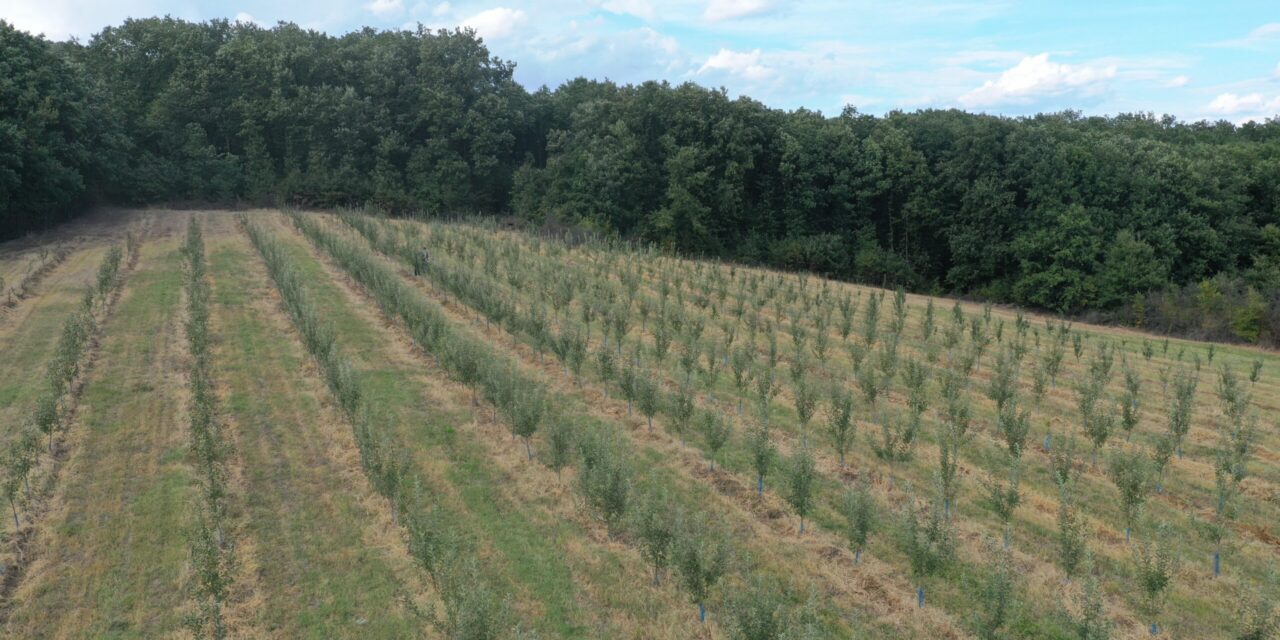 ОПШТИНА ЋУПРИЈА РАСПИСАЛА ПЕТ КОНКУРСА ЗА ПОЉОПРИВРЕДНА ГАЗДИНСТВА