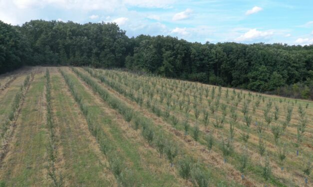 ОПШТИНА ЋУПРИЈА РАСПИСАЛА ПЕТ КОНКУРСА ЗА ПОЉОПРИВРЕДНА ГАЗДИНСТВА