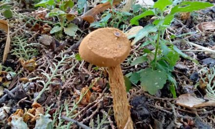 НЕОБИЧНА ГЉИВА, BATTARREA PHALLOIDES РАСТЕ И У ЋУПРИЈИ