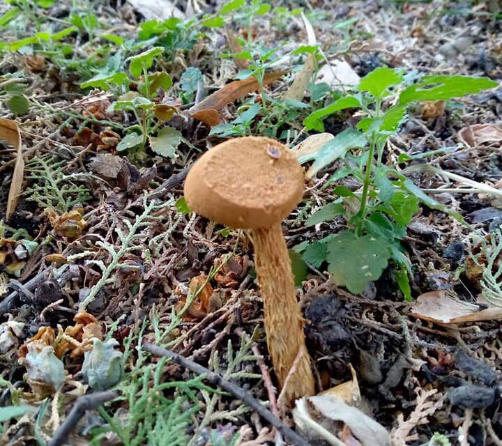 НЕОБИЧНА ГЉИВА, BATTARREA PHALLOIDES РАСТЕ И У ЋУПРИЈИ