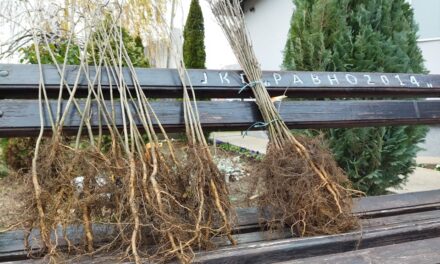 „ПОСАДИ СВОЈ ХЛАД“ У ЋУПРИЈИ