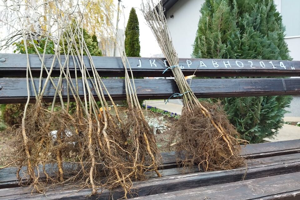 „ПОСАДИ СВОЈ ХЛАД“ У ЋУПРИЈИ